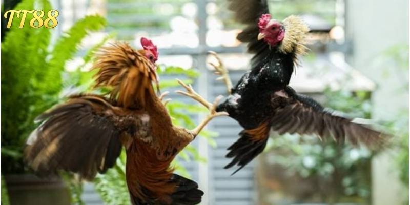 Người chơi cần nghiên cứu kỹ về các chú chiến kê