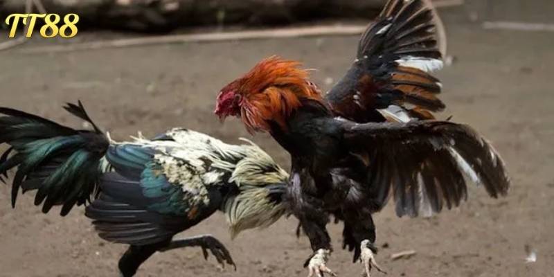 Sảnh cược cung cấp nhiều trận đấu khác nhau